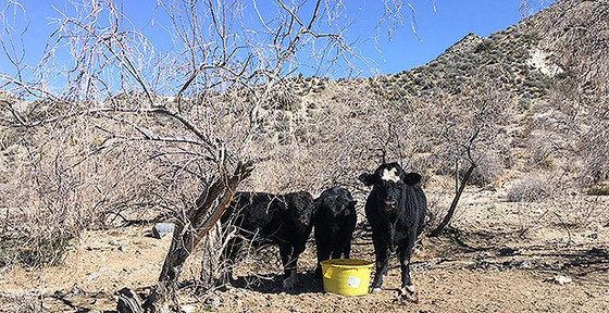 Cliven Bundy to Appeal Lawsuit Judge Calls ‘Delusional’